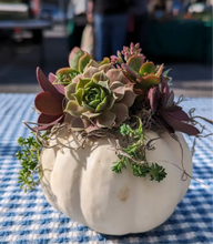 Load image into Gallery viewer, Succulent Pumpkin Workshop 10/4 at 2pm