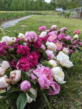 Load image into Gallery viewer, Peony Party Subscription