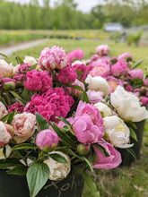 Load image into Gallery viewer, Peony Party Subscription
