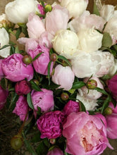 Load image into Gallery viewer, Peony Party Subscription