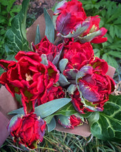 Load image into Gallery viewer, Tulip Mania Bouquet Subscription (4 Consecutive Weeks of Tulips)