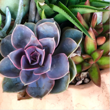 Load image into Gallery viewer, Succulent Pumpkin Workshop 10/4 at 2pm