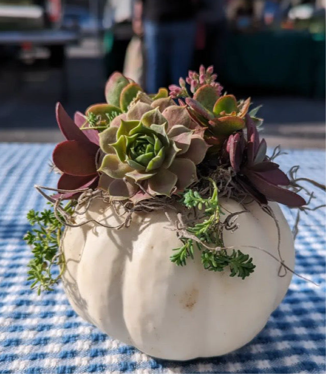 Succulent Pumpkin Workshop 10/5 at 2pm
