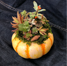 Load image into Gallery viewer, Succulent Pumpkin Workshop
